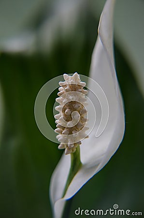 White flower in macroview Stock Photo