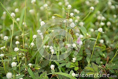 White flower Mimosa pudica Stock Photo