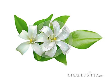 White flower , orange jasmine plant Stock Photo