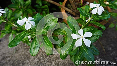 White flower grow up background Stock Photo
