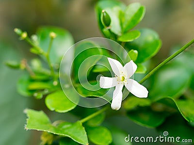 White flower, Orange Jessamine flower. Sweet smell flower for make perfume Stock Photo