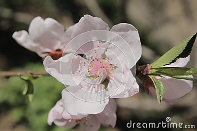 The white flower of a peach tree Stock Photo
