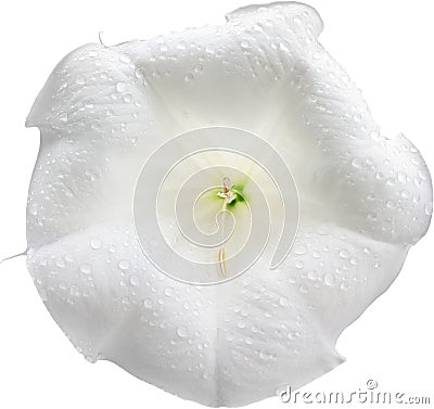 White flower petunia isolated on white background Stock Photo