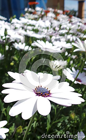 White flower with purple core Stock Photo