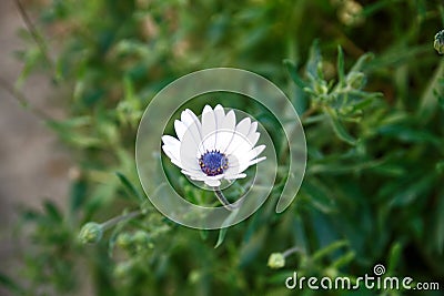 White flower with purple polen Stock Photo