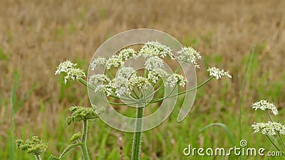 White flower after the rain in the field Stock Photo