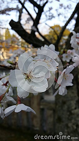 White Flower / Sakura in Japan Stock Photo