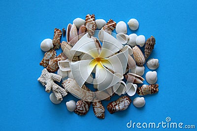 The white flower with seashells on the blue background. Stock Photo