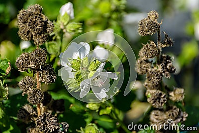 White flower and seeds capsules of blooming Large-Flower Wild Ho Stock Photo