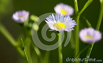 White Flower Stock Photo