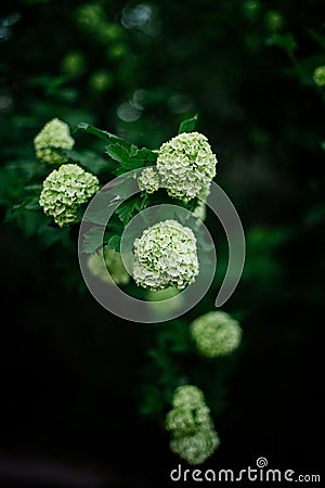 White flower of the snowball Buldenezh. Stock Photo
