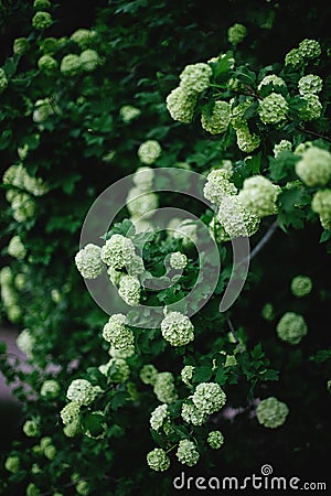 White flower of the snowball Buldenezh. Stock Photo