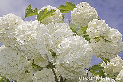 White flower of the snowball viburnum Buldenezh in bloom. Stock Photo