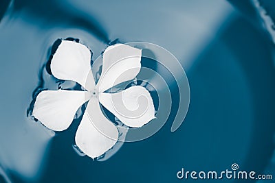 White flower swimming in teal paint Stock Photo