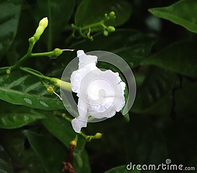 white flower in a tree mogra Stock Photo