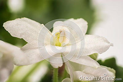 White flower with water droplets. Stock Photo