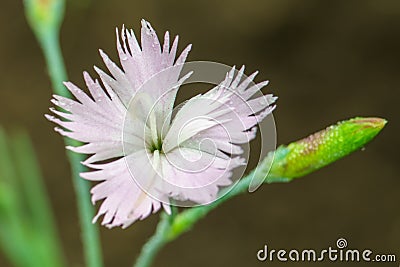 white flower with water drops Stock Photo