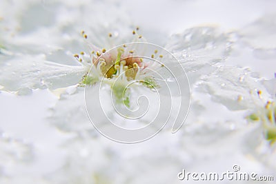 White flower on the water. Macro. Details. Bird-cherry. Stock Photo