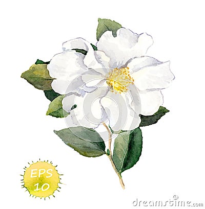 White flower. Watercolor botanical illustration Vector Illustration