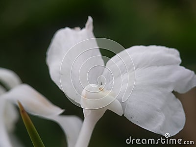 The white flower from whiter plan Stock Photo