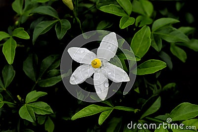 white flower with yelllow stamen isolated Stock Photo