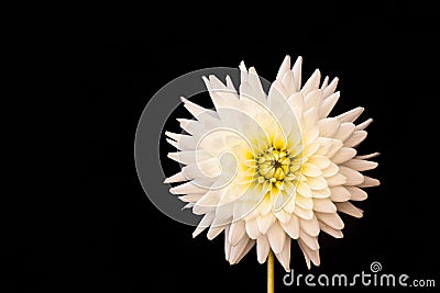 a white flower with a yellow center on a black background with a black background behind it and a yellow center Stock Photo