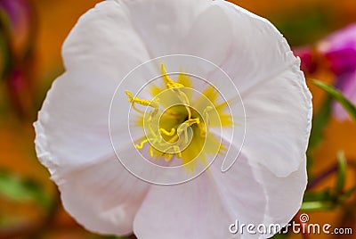 White Flower With Yellow Center Stock Images - Image: 31592054