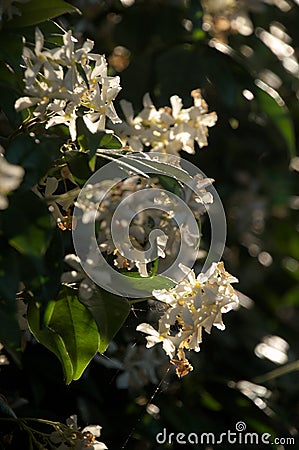 Jasmine flowering in Tuscan garden Stock Photo