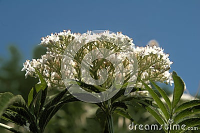 Elderflower flowering in Tuscan garden Stock Photo