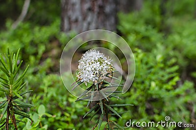 A white-flowered Marsh Labrador Tea in a upland bog Stock Photo