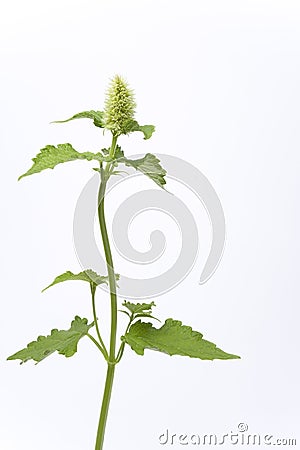 White Flowering Agastache Rugosa Stock Photo