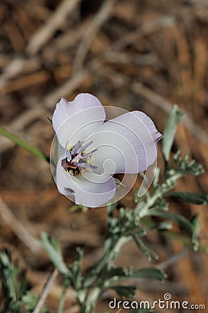 Calochortus Invenustus Bloom - San Gabriel Mtns - 061322 Stock Photo