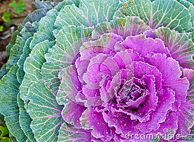 The white Flowering Cabbage and Kale or Ornamental Cabbage and K Stock Photo