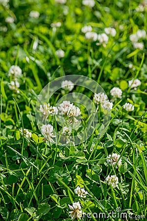 White Flowering clover Trifolium pratense. selective focus macro shot with shallow DOF Stock Photo