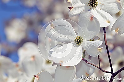 White Flowering Dogwood Stock Photo