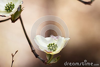 White flowering dogwood blossoms Stock Photo