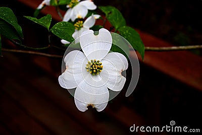 White Flowering Dogwood Flowers in Springtime Stock Photo