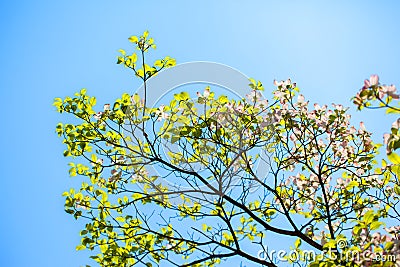 White flowering dogwood tree in bloom in sunlight Stock Photo