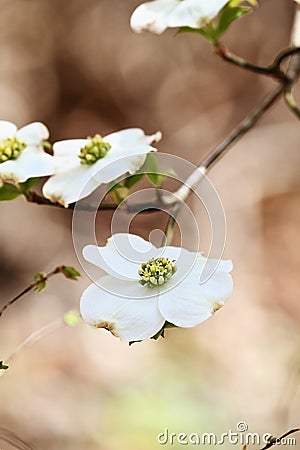 White flowering dogwood tree blossom Stock Photo