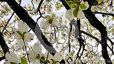 White flowering dogwood tree branches leaves and flowers petals pattern, cornus florida tree view from underneath looking skyward Stock Photo