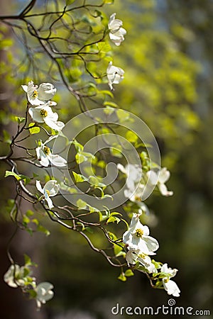 White flowering dogwood tree (Cornus florida) in bloom Stock Photo