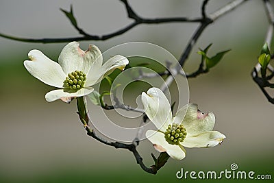 White flowering dogwood Stock Photo