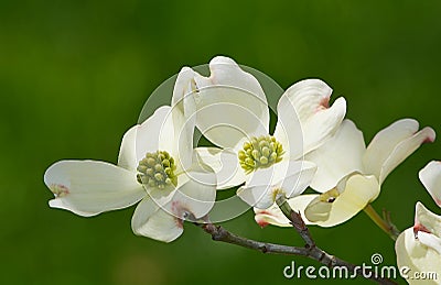 White flowering dogwood Stock Photo