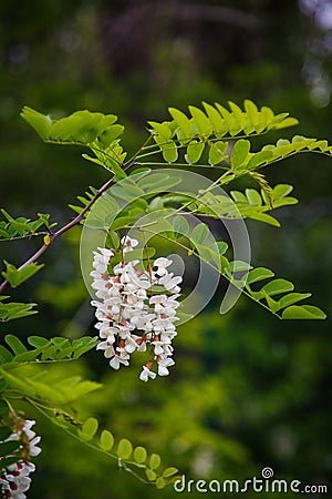 White flowering of honey acacia. Stock Photo