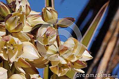 Yucca Schidigera Bloom - Cottonwood Mountains - 032222 Stock Photo