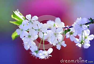 White Flowering Tree (Cherry) Stock Photo