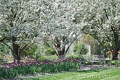 White flowering trees with tulips at the bottom in the spring at Lilacia Park in Lombard, IL. Stock Photo