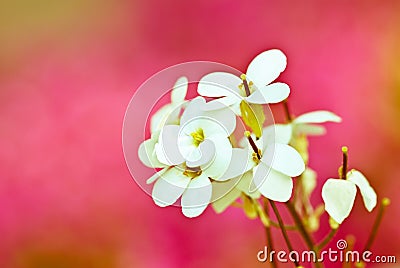 White flowers Stock Photo