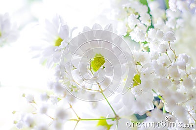 White flowers Stock Photo