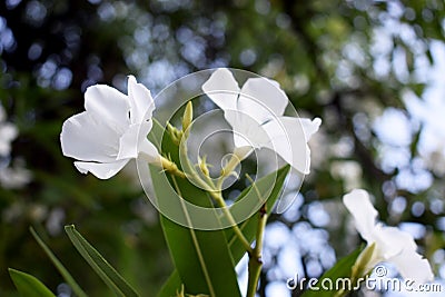 White Flowers Stock Photo